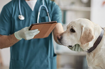 Vet with dog